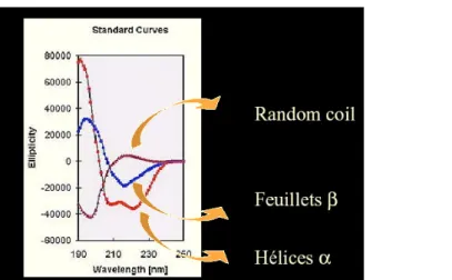 Figure 66 : a) ellipticité des protéines b) macrodipôle d'une hélice 