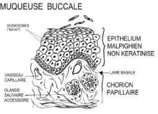 Figure 2: Schéma de la muqueuse buccale [7]. 