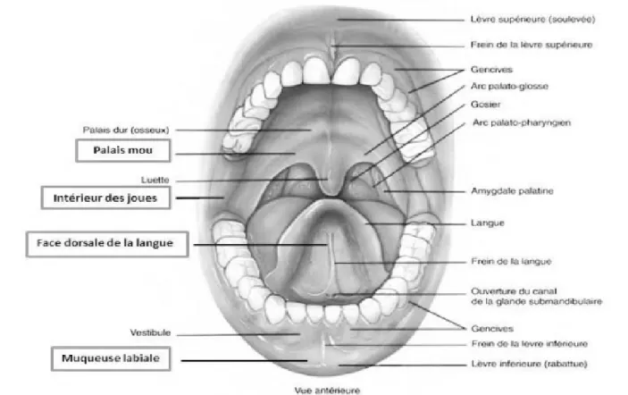 Figure 4: Anatomie de la cavité buccale [10]. 
