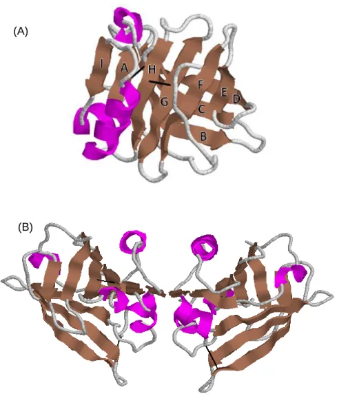 Figure 2: Schematic view of the main-chain fold of bovine βlg. (A) Native monomer with  the strands names, (B) Native dimer