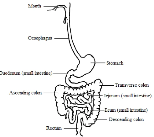 Figure 4: Schematic representation of the gastrointestinal tract. Modified from Liu et al