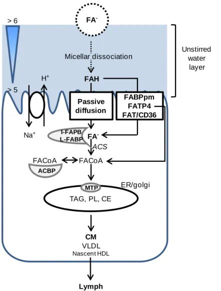 Figure  8:  Schema  of  the  transport  of  LCFA  through  enterocytes. Modified from Niot et  al