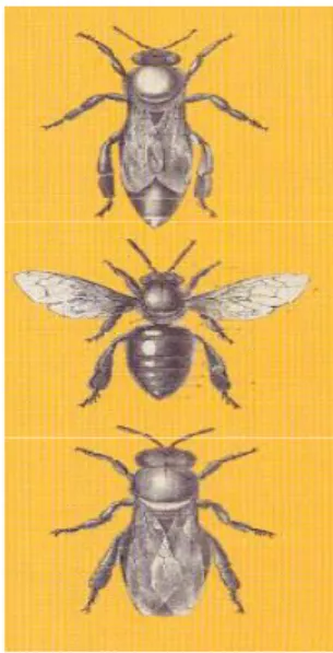 Figure 1: Reine, Ouvrière et Mâle [10]  