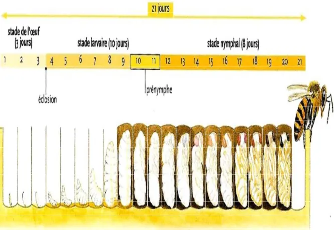 Figure 3: De l'œuf à l'abeille ouvrière [16] 