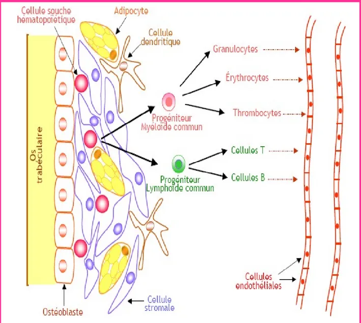 Figure n°3: Représentation schématique de la structure de la niche hématopoïétique [24] 