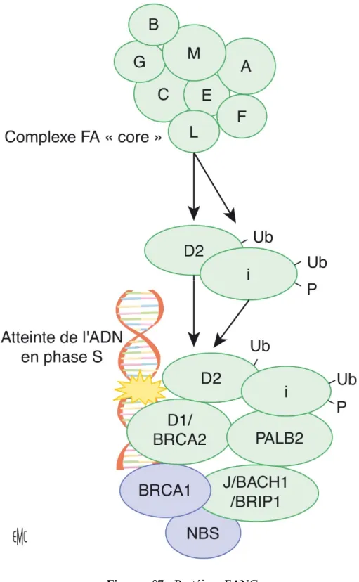 Figure n°7 : Protéines FANC 