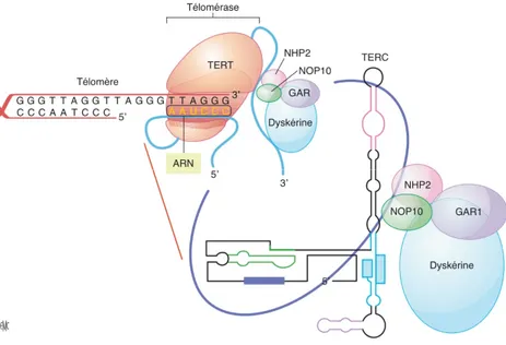 Figure n°10 : Gènes impliqués dans la régulation des télomères  