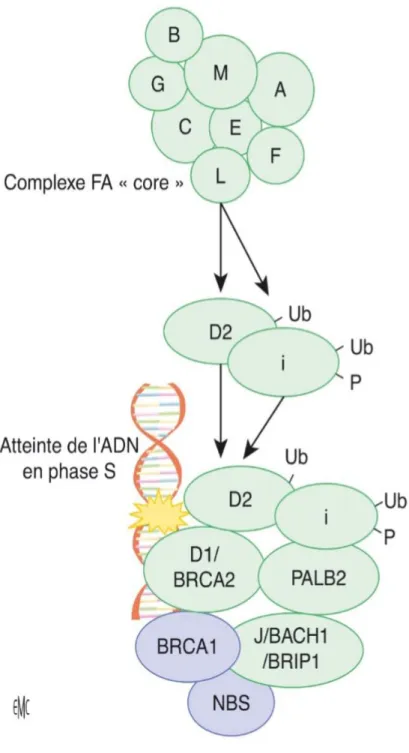 Figure 7: Protéines FANC 