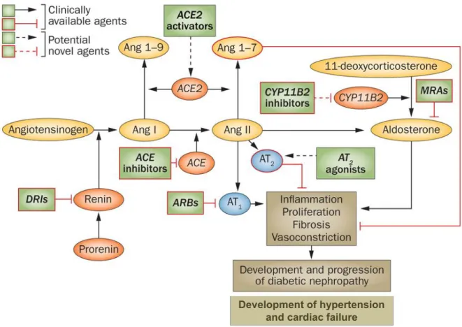 Figure 8  Current and potential targets for therapeutic interventions in the RAAS cascade.