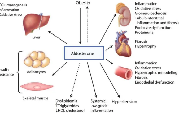 Figure 11 Effects of aldosterone on metabolic syndrome. 