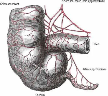 Figure 6 : vascularisation de l’appendice 