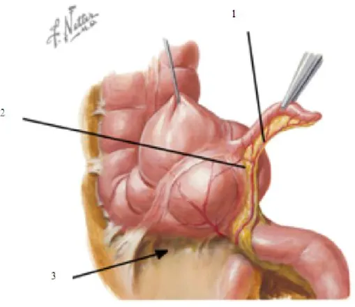 Figure 4: Région caeco-appendiculaire [5] 