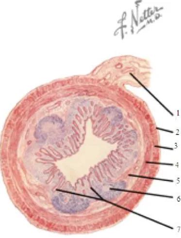 Figure 7 : Configuration intérieure de l’appendice [5] 