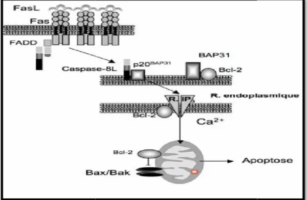 Figure 2 – : Voies de signalisation impliquées dans l’apoptose des précurseurs érythroïdes des SMD [4]