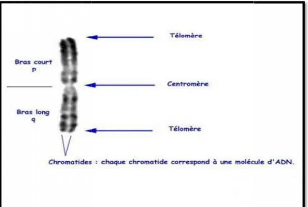 Figure 4 : Aspect morphologique d’un chromosome métaphasique [27]