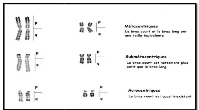 Figure 5 : aspects morphologiques des chromosomes en fonction de l’indice centromériques [28]