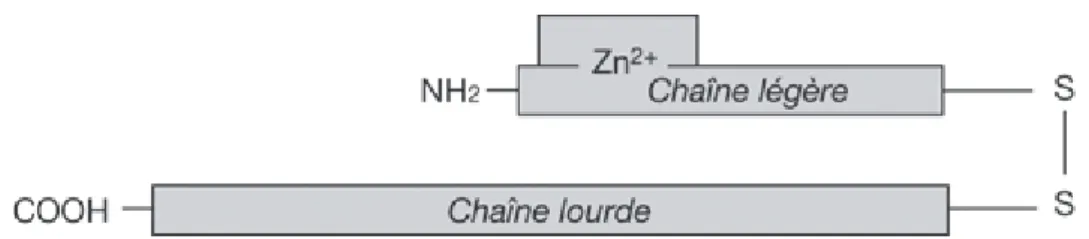 Figure  1 :  Structure  moléculaire  schématique  de  la  toxine  botulique  comprenant  une  chaîne légère unie à une chaîne lourde par un pont disulfure