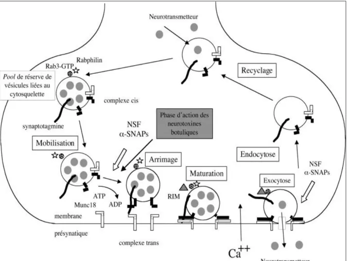 Figure 2 : Mécanisme d'action moléculaire des neurotoxines botuliques et tétaniques. La chaîne  légère  des  neurotoxines  exerce  le  blocage  de  la  libération  de  neuromédiateur  par  une  activité  protéolytique  vis-à-vis  d'une  des  trois  protéin