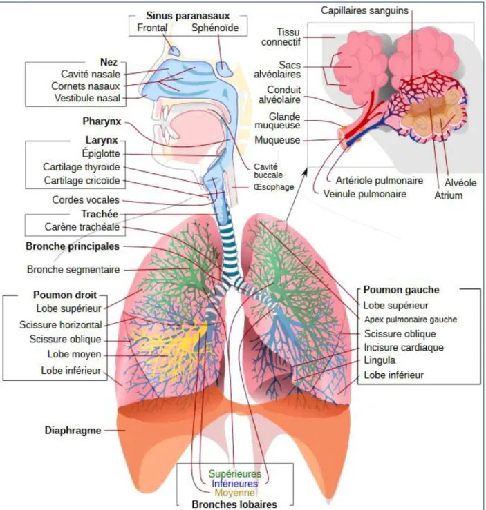 Figure 1  : Anatomie de l’appareil respiratoire[17] 