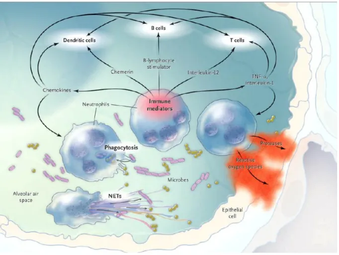 Figure 4   : Neutrophiles et infection pulmonaire[19] 