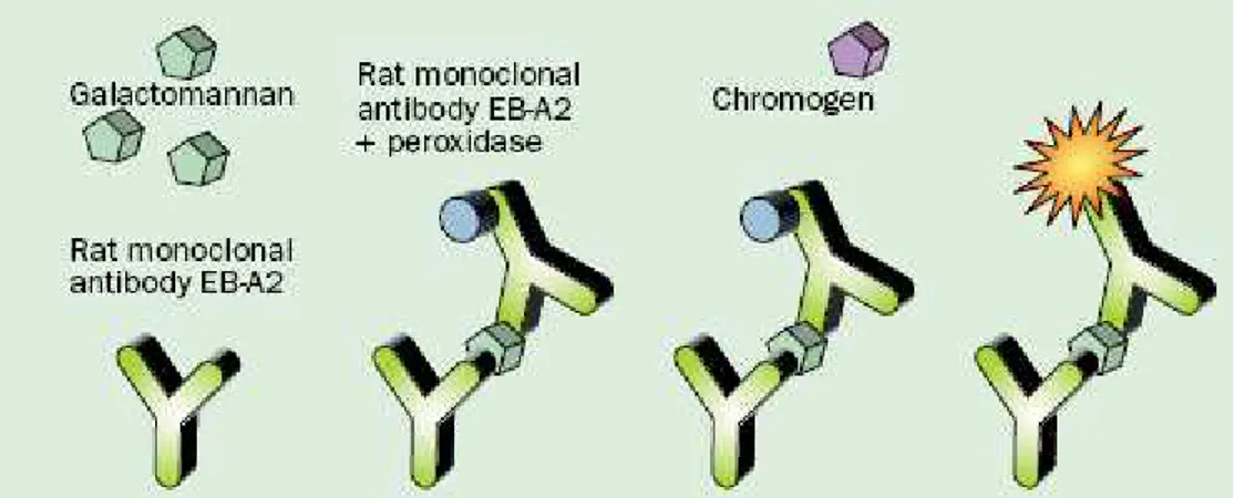 Figure 4 : Technique ELISA pour la détection du galactomannane.                                                                                                                           