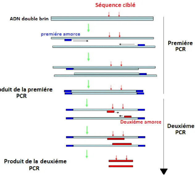 Figure 10 : Principe de la PCR Nichée (ou Nested PCR). 