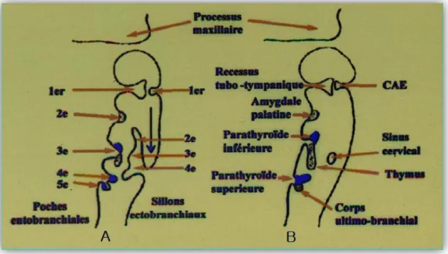 Figure 2 : Représentation schématique du développement des poches branchiales ecto  et entoblastiques [15]