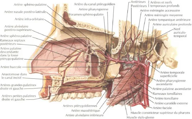 Figure 12: Vascularisation artérielle des fosses nasales 