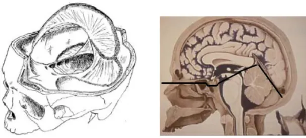 Figure n° 10 : les deux étages sus-tentoriel et sous tentoriel, contenant  l’encéphale 