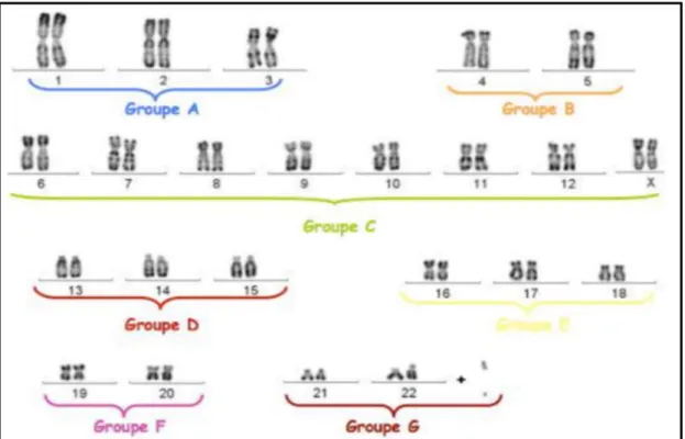 Figure 8: La classification des chromosomes en fonction de la taille et de la position du  centromère