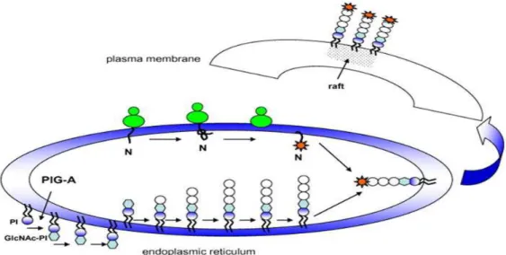 Figure 1 : biosynthèse des protéines à ancrage GPI  dans le réticulumendoplasmique [20] 