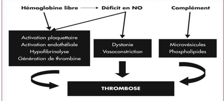 Figure 6: Principales hypothèses expliquant la survenue de thromboses en cas d’HPN [26]
