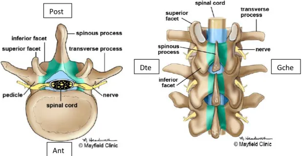 Figure 5 : schéma montrant le trajet des racines nerveuses [12]. 