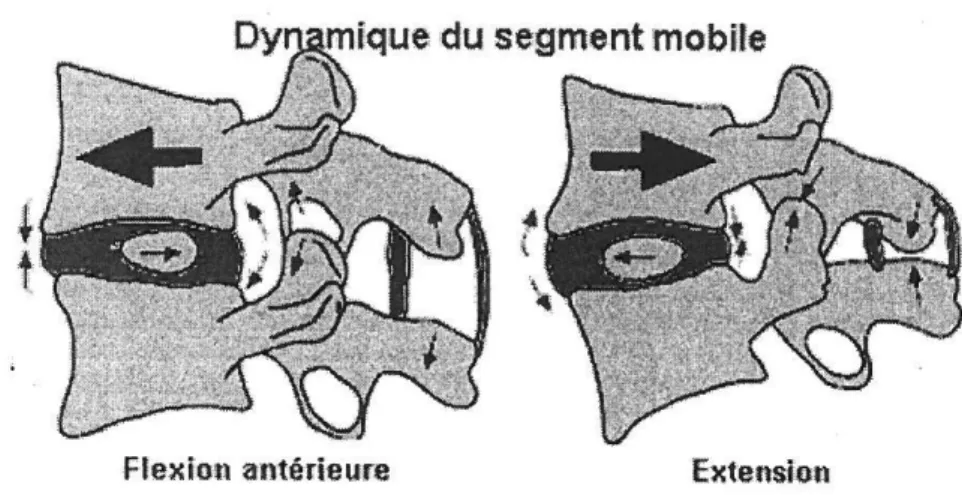 Figure 11 : Mécanisme de dynamique du segment mobile 