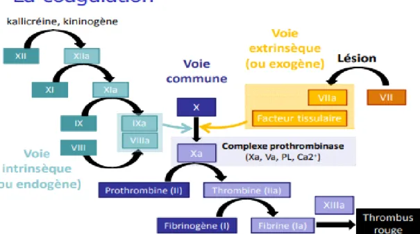 Figure 4: Coagulation in vivo, rôle central de la thrombine [1] 