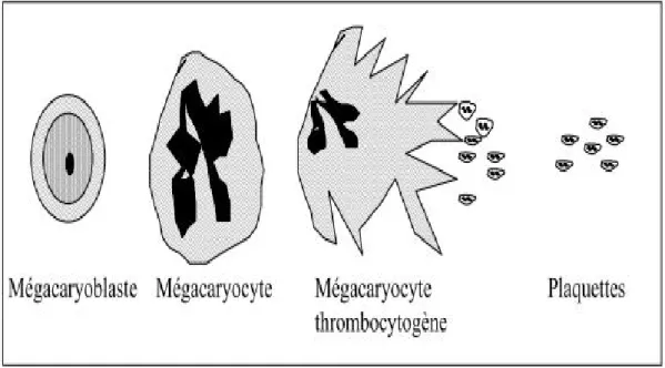 Fig. 2. La thrombopoïèse [25] 
