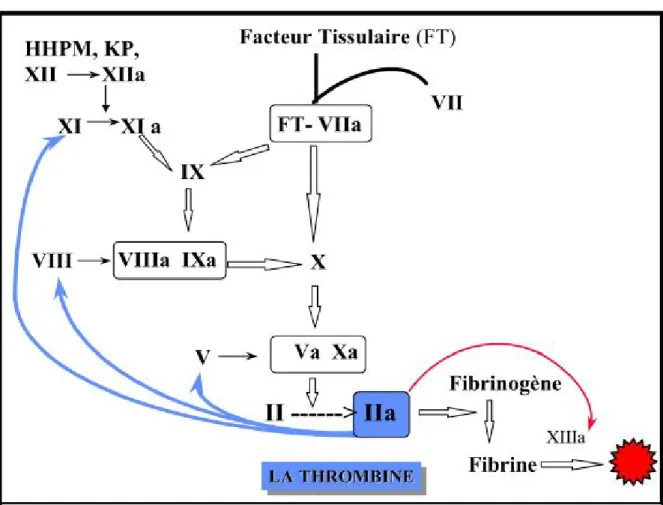 Fig. 3. Coagulation in vivo, rôle central de la thrombine [25] 