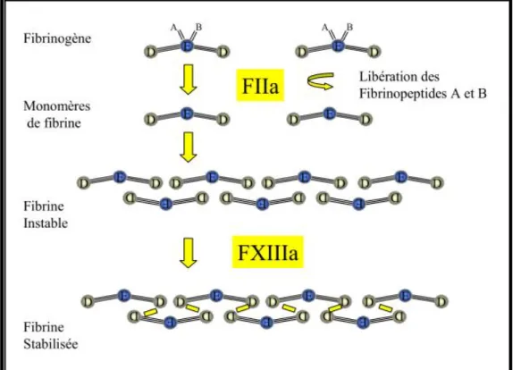 Fig. 4. La fibrinoformation [25] 