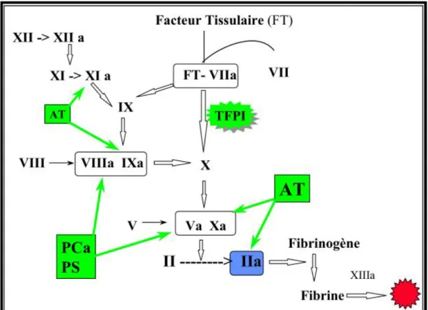 Fig. 5. Les inhibiteurs de la coagulation [25] 