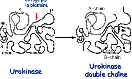 Figure 8. Clivage de l’urokinase 