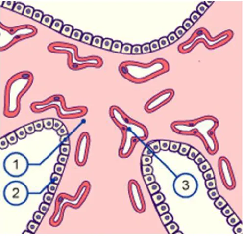 Figure 3 : Au stade pseudo-glandulaire les poumons ressemblent   à une glande. Les précurseurs des pneumocytes sont détectables  