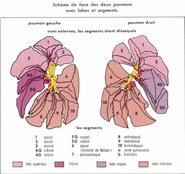 Figure 7 : Situation des segments à la surface des poumons. [12] 