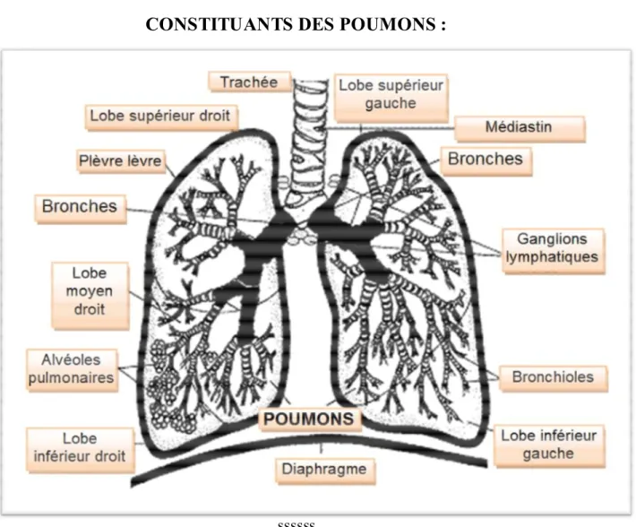 Figure 9 : IMAGE pulmonaire montrant ses constitutions.[11] 