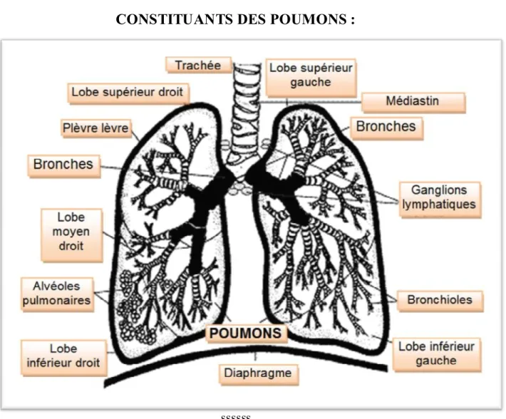 Figure 9 : IMAGE pulmonaire montrant ses constitutions.[11] 