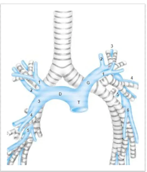 Figure 10 : Artères pulmonaires. T : tronc de l’artère pulmonaire. D : artères pulmonaires  droites