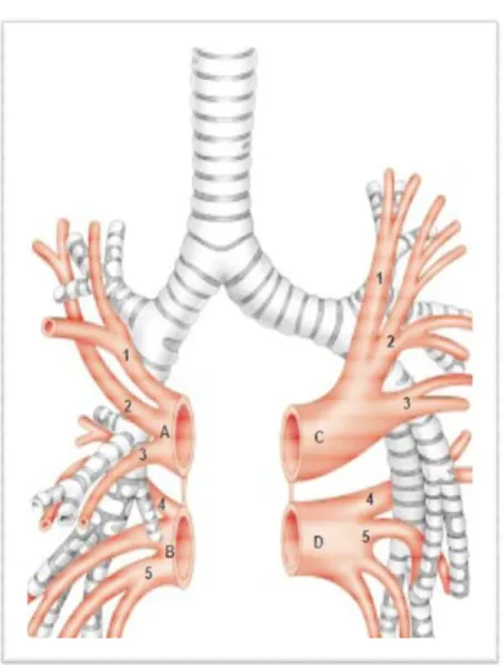 Figure 11 : Veines pulmonaires. A : veine pulmonaire supérieure droite, 1 : tronc  médiastinale, 2 :tronc scissural supérieur, 3 : tronc scissural inférieur