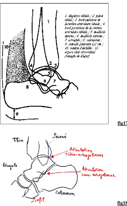 Fig. 17.18 : vues latérales montrant les différentes surfaces   articulaires de l’articulation de la cheville(8,2) 