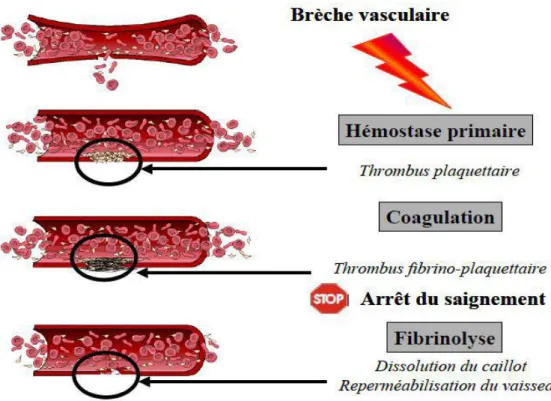 Figure 1: les trois phases de l'hémostase. [19] 