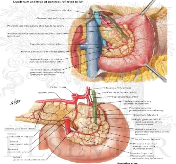 Figure 5 :  Artères du duodénum et de la tête du pancréas  [14] 
