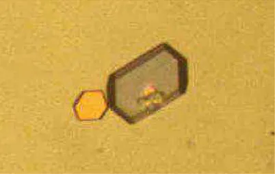Figure 12 : Cristal hexagonal de caoxite (oxalate de calcium trihydraté) [121].